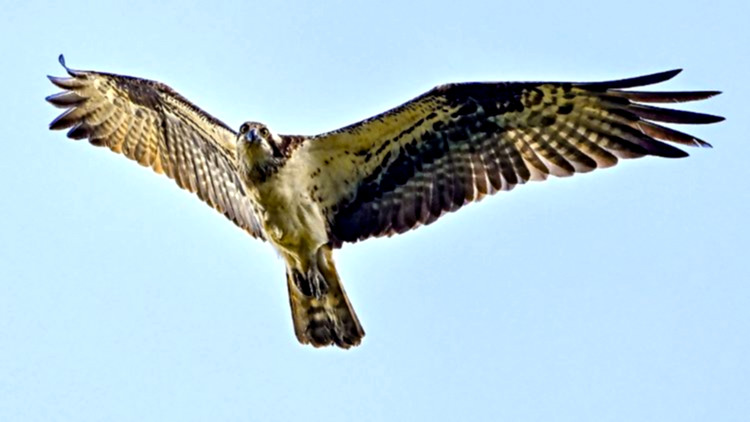 Fischadler-Nest in 30 Metern Höhe von Eierdieb geplündert