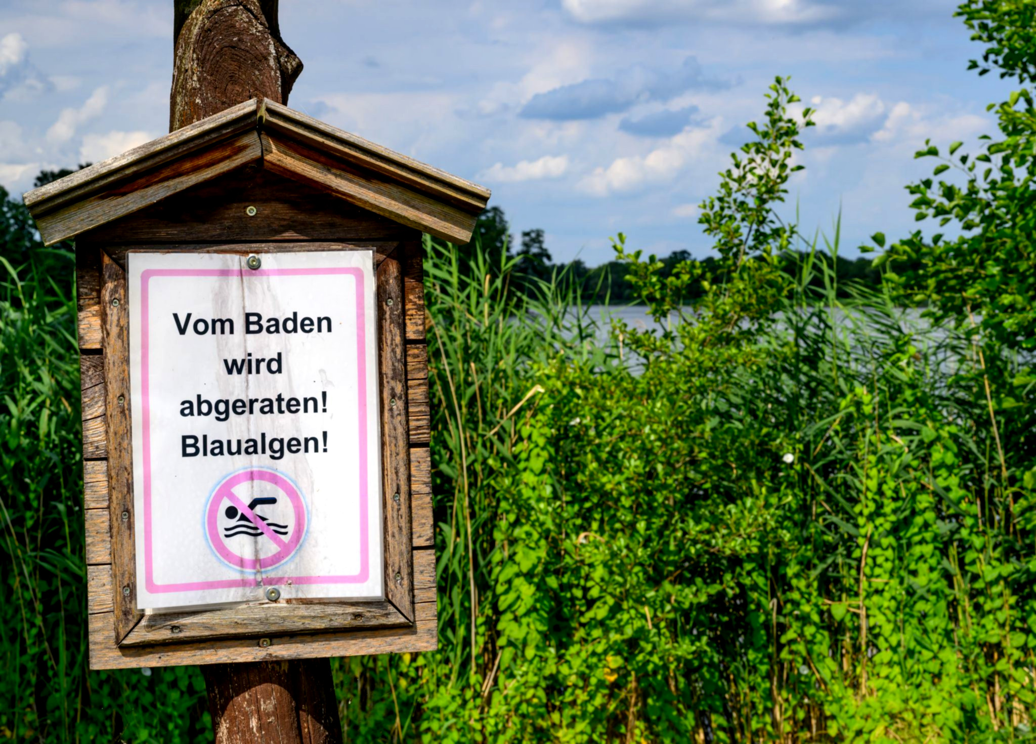 Sicher baden: Keine gefährlichen Mengen an Blaualgen festgestellt